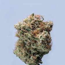 All You Need to Know About Marijuana Seeds Ohio All You Need to Know About Marijuana Seeds Ohio