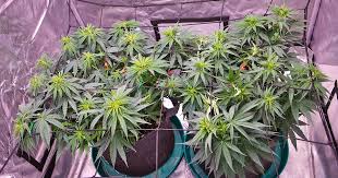All You Need to Know About Marijuana Seeds Ohio All You Need to Know About Marijuana Seeds Ohio