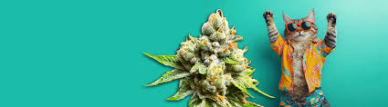All You Need to Know About Marijuana Seeds Ohio All You Need to Know About Marijuana Seeds Ohio